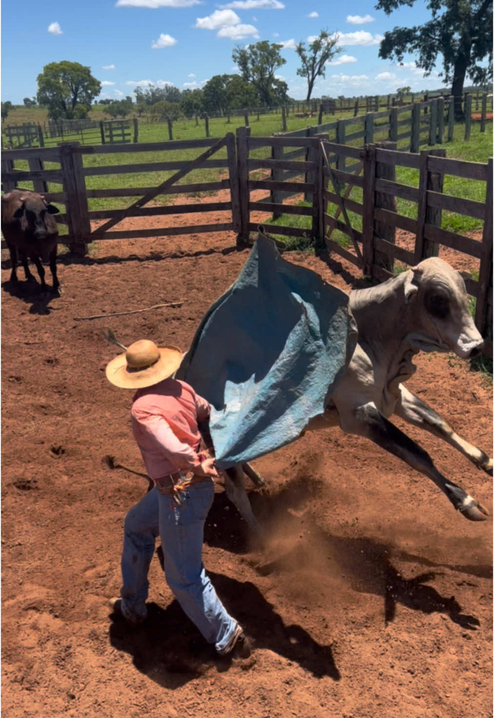 #peaodeboiadero #roçacaipira #boiadeiro #pecuariabrasil🇧🇷🐂🐂🐂🐂 