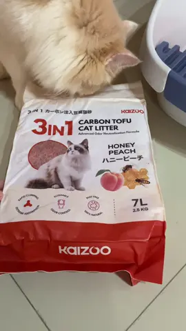 Pasir kucing 3in1 hanya dari kaizoo, cepat menggumpal, minim debu, bisa menyerap bau tidak sedap dan bisa di buang di WC karena pasir nya larut dalam air. #pasirtofu #pasirkucing #catlitter #perlengkapankucing 