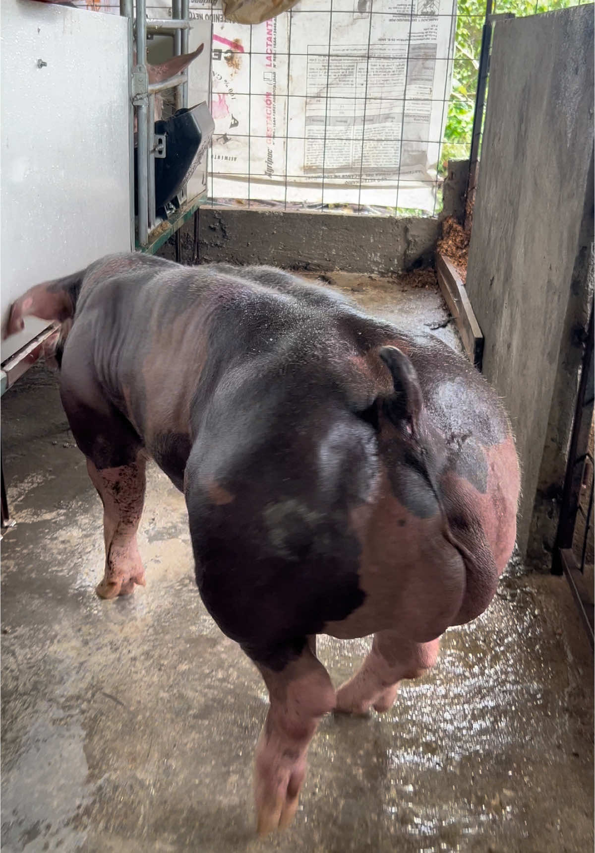 Máquina de Músculos🧬🔥🦍#viral #parati #fyp 