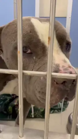 🚨 URGENT FOSTER NEEDED 🚨  Sweet senior Albert is really sick, and we’re deeply worried about him. He reminds us so much of Henry, and we’re praying he doesn’t share the same fate. He *needs* out of the shelter ASAP.  We’re looking for a foster who can give Albert the care, patience, and love he desperately needs to overcome his illness. If you can help, please send us a message *immediately.* 💔  Let’s get Albert to safety!🙏🏼