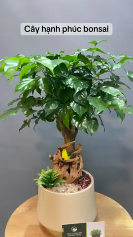 Quà valentine - tìm đâu xa lạ, chỉ với 1 chậu cây hạnh phúc bonsai, decor nhẹ nhàng, hợp gu với mọi lứa tuổi . Cây dễ chăm sóc, không tốn công, chiều cao 30-35cm để bàn làm việc vừa xinh #caycanhhanoi #cayhanhphuc