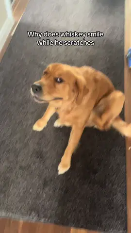 Strange dog #goldenretriever #goldenretrieverpuppy #goldenretrieverlife #funny 