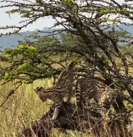 Spectacular sighting of a Serval Cat and her kittens 🥰🥰🥰🥰 #elleafricasafaris #elleafricasafari #wildlife #safari #gamedrive 