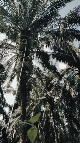 #fyp #sawitontiktok #fypvideoviral #sawitriau #petanisawit #petanimuda 
