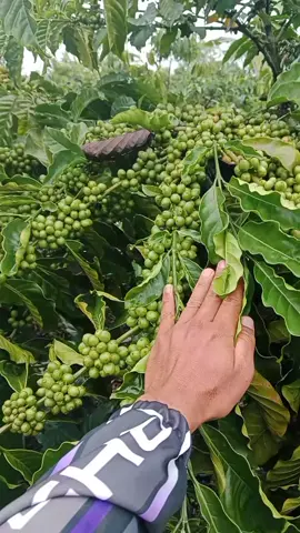 tugu bali #fffffffffffyyyyyyyyyyypppppppppppp #petani #kopi 