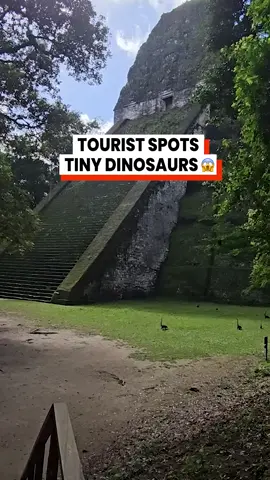 Mindblowing find at a Mayan Temple 😱🤩 @arkbykomi #vacation #holiday #fyp #travelling #wow #dinosaurs #dinosaur
