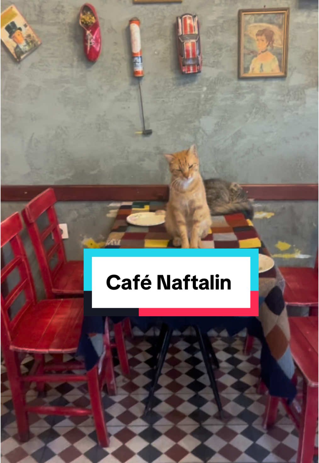 Café Naftalin - un peu de vintage et des chats tout mignons 😍🥺  #istanbul #turkey #istanbul🇹🇷 #eminonu #balat #turkeybalat #balatonfüred #cat #catoftiktok #catofistanbul #catcoffee #fyp #cafenaftalin #viral_video #trendingvideo #turkey🇹🇷 #travelturkey #bosphorus #xybca #bosphorusbridge 