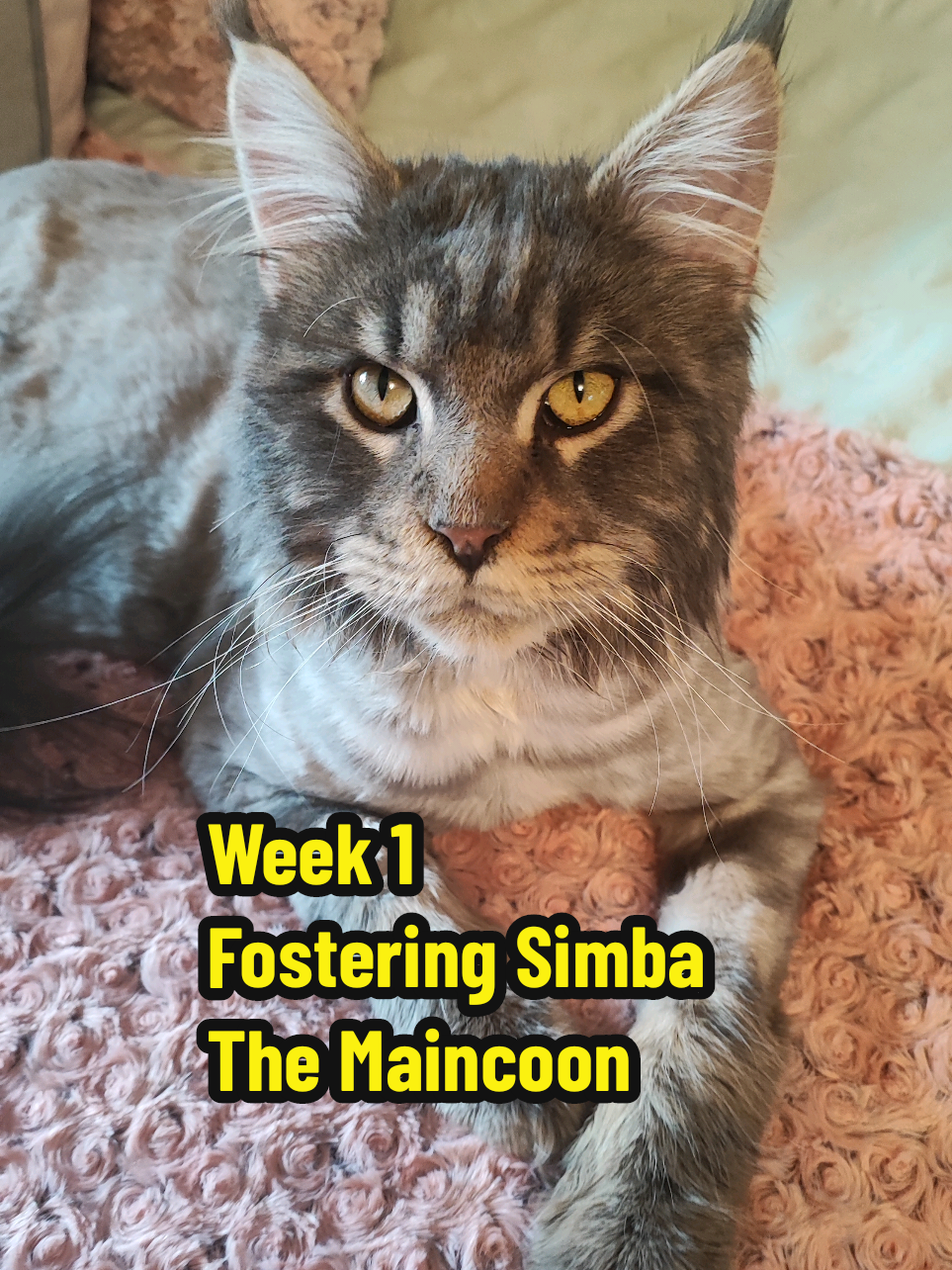 Simba The Maincoon's First Week This is our first experience of fostering a cat for another rescue and he has been an absolute pleasure. #karenscatcommunity #rescuecat #maincooncat #maincoon #fostercat #catcare 