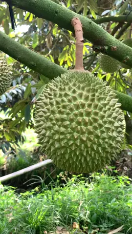 Mussakig 74N chưa chốt #musangking #xh #sauriengmientay #caibetiengiang #