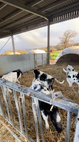 lloua hapus!🥰🐄 #happycalves #llysfasi#coleg#agri 
