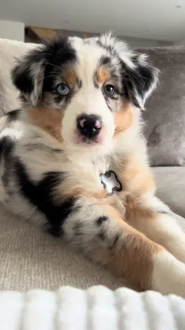 Une petite ✨princesse✨ Venez suivre mes aventures @vayadorable #bergeraustralien #bleumerle #berger #beauté #chiot #chien 