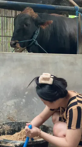 Inpo siapan kurban bolo mumpong sregep nyombor iki bocae 😁 #storypeternaksapi #fyp #peternakmuda #peternaksapiindonesia 