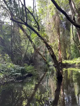 Xẻo Quýt - lạc giữa thiên nhiên nơi rừng tràm với xuồng ba lá. Xem đến cuối để thấy điều kỳ diệu #xeoquyt #thiennhien #chillwithme #fyp #4u #xh #xuhuong #didaydido #CapCut 