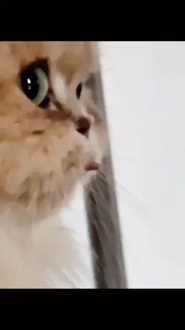 #cuteanimals #foryoupage #cutecat #funnycat #kitty 