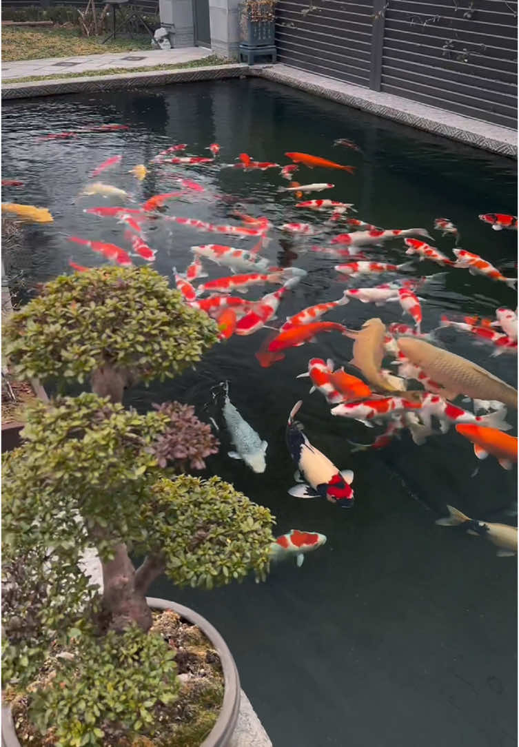 Như bức tranh nhiều màu sắc..#cakoisieudep #koijapan #koi #koifish ##cákoiđẹp##cakoi##cakoinhatban