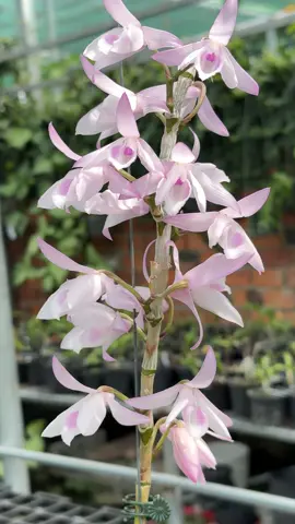 Ngắm hoa các bác ơi!!!