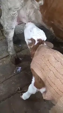 Çen büyüycende inek mi olcan🥲🧿