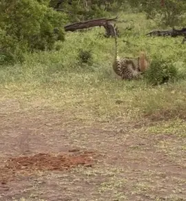 Leopard attacks Hyena to give her cub time to go hiding. 🙌🥰 #elleafricasafaris #elleafricasafari #wildlife #gamedrive #safari #Leopard #Hyena