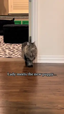 Lady is not impressed…. Hopefully she will come around with time lol #newpuppy #catsanddogs 