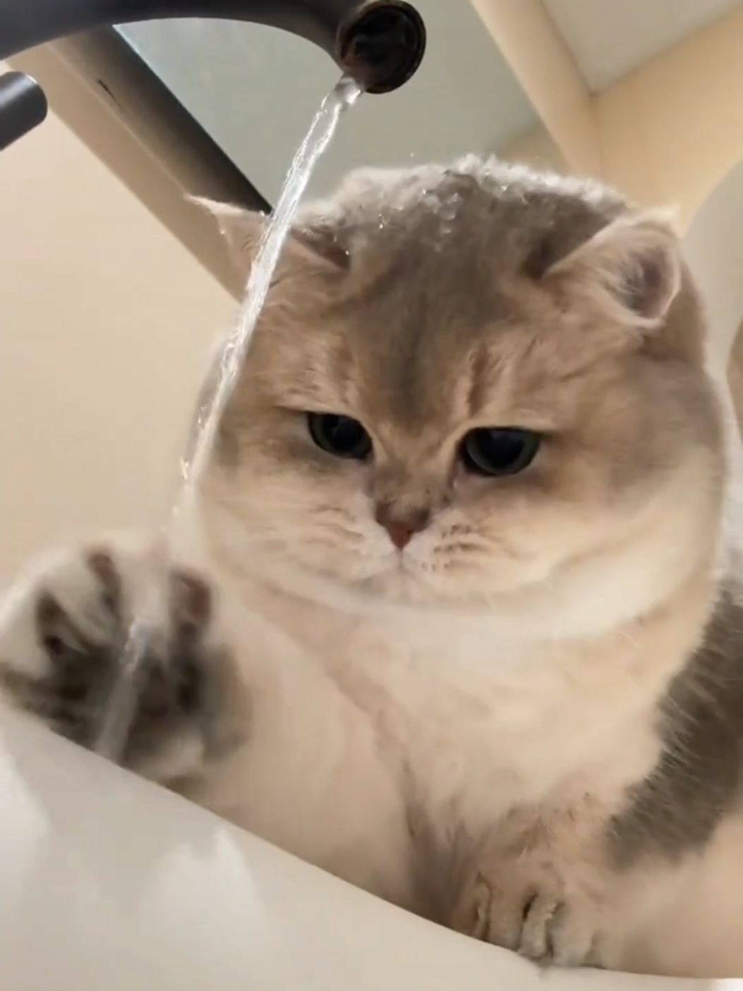 Play with water.😂#kitchen #cats #pets #cutecat 