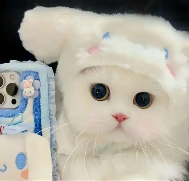 ကြောင်ပုံလေးတွေလှလို့တင်ပေးတာပါရှင့်။Wallpapaer လဲ ထားလို့ရအောင်ပါရှင့်။ Follow လေးလုပ်ခဲ့ပြီးအသဲလေးပေးသွားဖို့မမေ့နဲ့အုံးနော်🥰♥️♥️♥️🤗🤗🤗