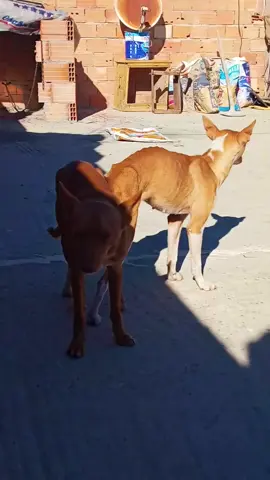 #animalmeeting #foryou #unfreezaccount #viralvideo 