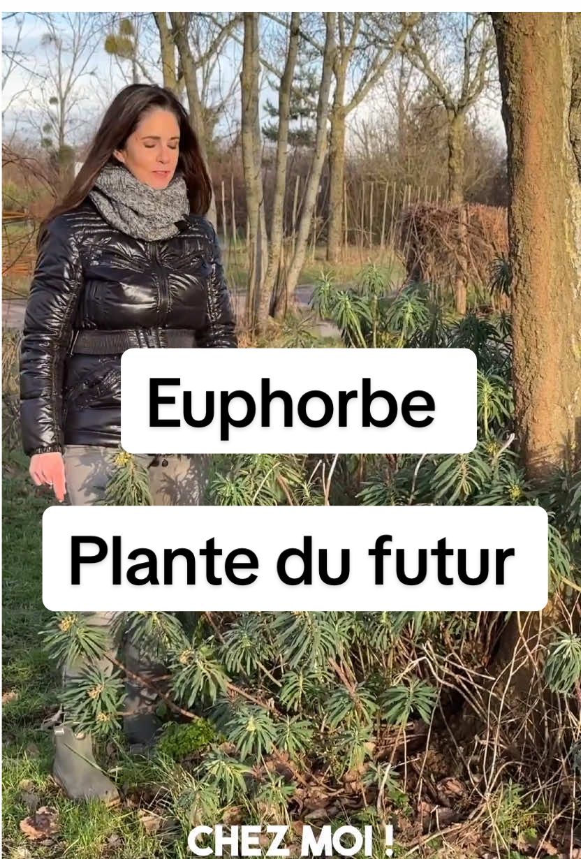 Je te présente ma baye du futur … l Euphorbe  Tu aimes ?  #euphorbe #plante #euphorbia #jardin #pourtoi 