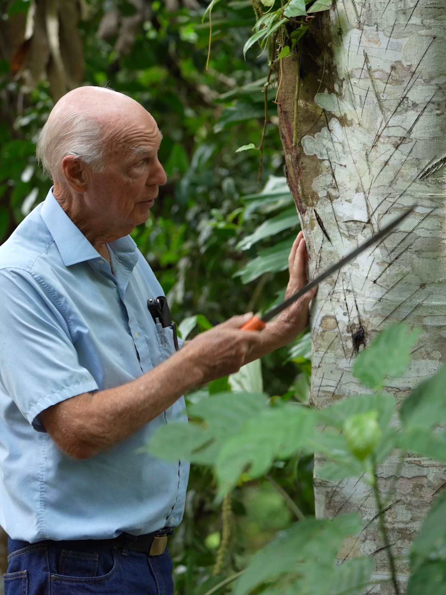 Sangre de drago, ayuda a curar heridas mas rapido. ##yachana #unlugarparaaprender #vivelaamazonía