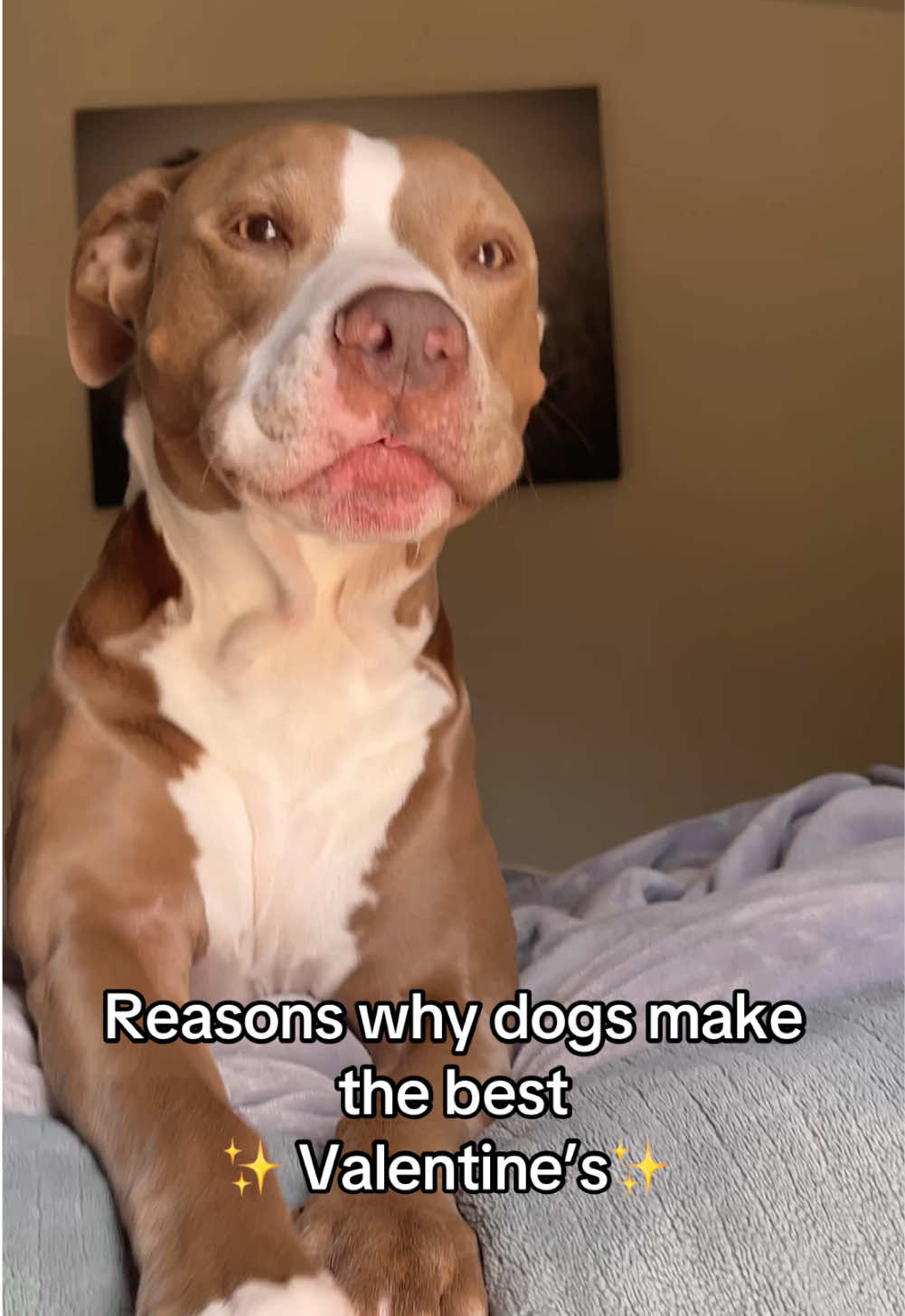 🥺 #dogsoftiktok #fyp #valentine #dogs #Love IB @The Half Husky Bros 