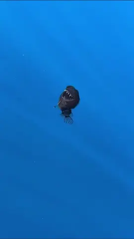 Angler Fish spotted swimming to the surface in broad daylight. It could be the first recorded sighting in the world of a living adult black seadevil or abyssal anglerfish, this species of anglerfish are found in the ‘midnight zone’ of the ocean around 2,000 metres below the surface… why do you think this is happing is it due to climate change I wonder 🤔 but isn’t it just amazing getting to see such a beautiful creature ❤️🐟#fyp #boost #news #ocean #anglerfish #deepsea #sea #oceancreatures #deepseacreatures #hamstergang🐹 #animallover #properhamstercare #animals #trendingvideo #animalcrew13 #fyppp #fish #angler 