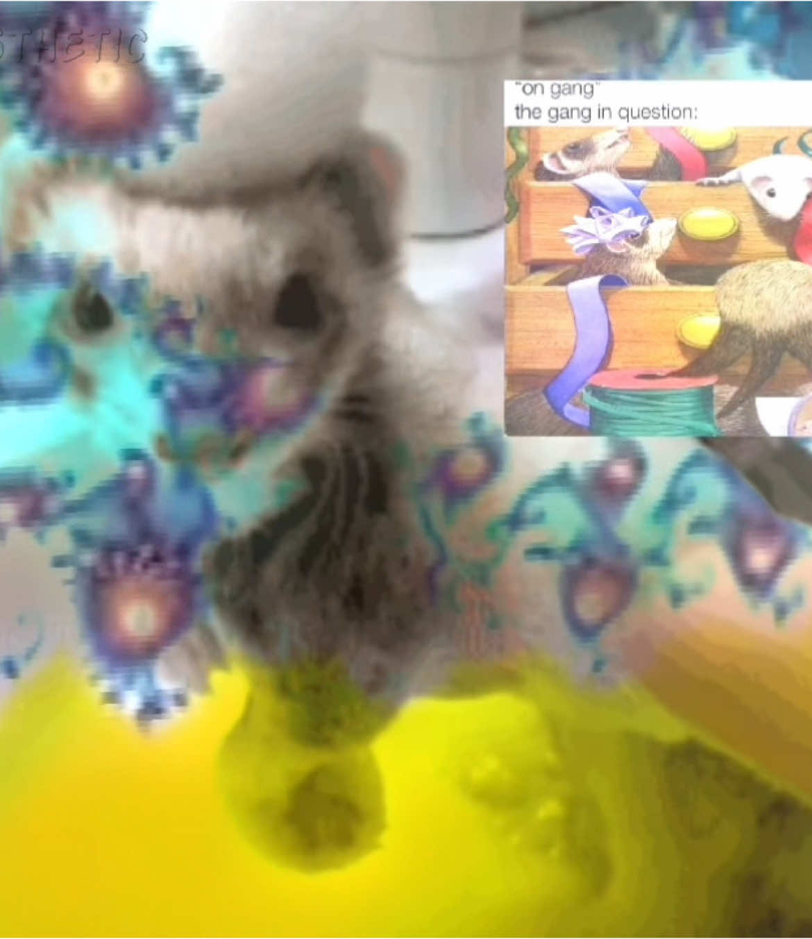 two post in one day ! Weeeee #ferret #edit