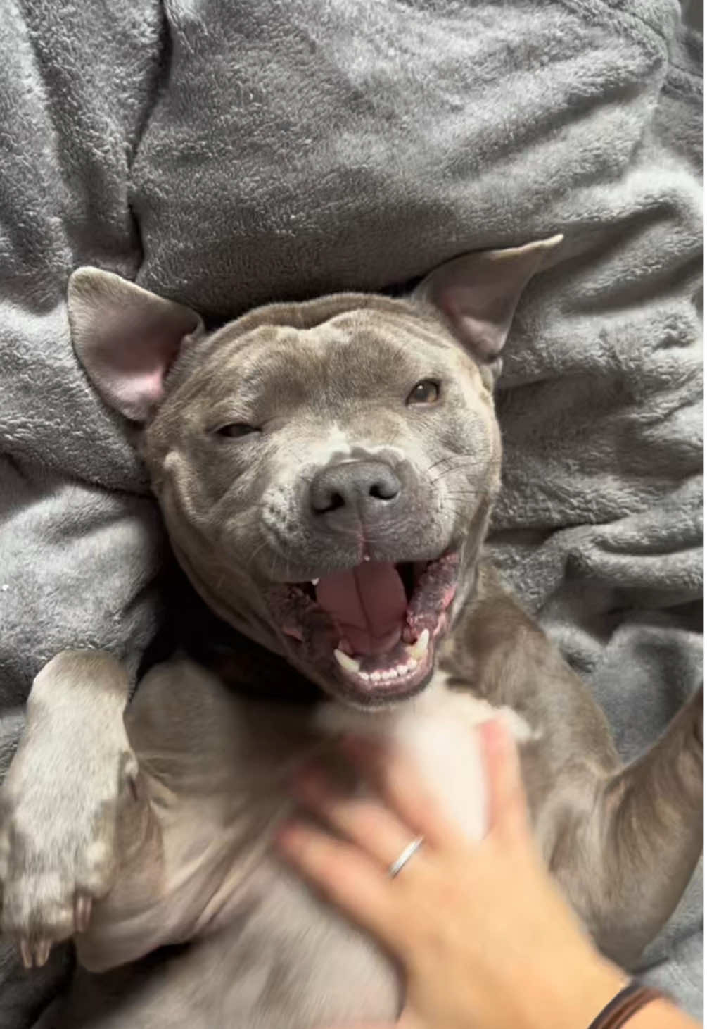 anyone elses dog ticklish?😅🥹 #staffy #mylathebluestaffy #ticklishdog #laughingdog #staffie #staffordshirebullterrier #mylaslife #dogtrend #viraldog #bluestaffy #dogtok #funnydog 