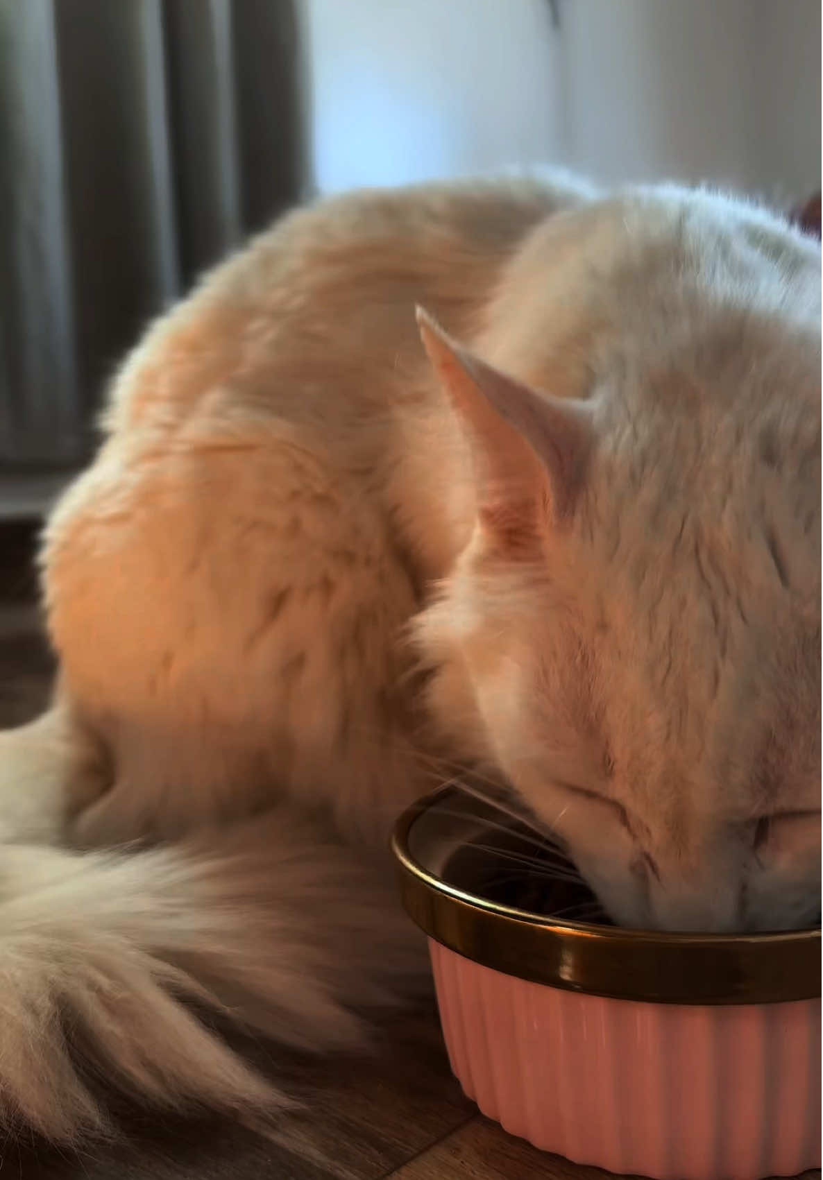 Recebido pago dos bichu, comprei essa ração da quatree life pela terceira vez, e meus gatos amarammm, tô na sua fy? Comenta aqui pra eu trazer mais vídeos como este 🩵❤️🍀🚀