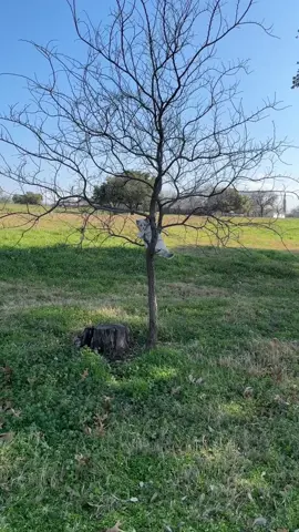 Blossom was concerned when she saw Nugget climbing