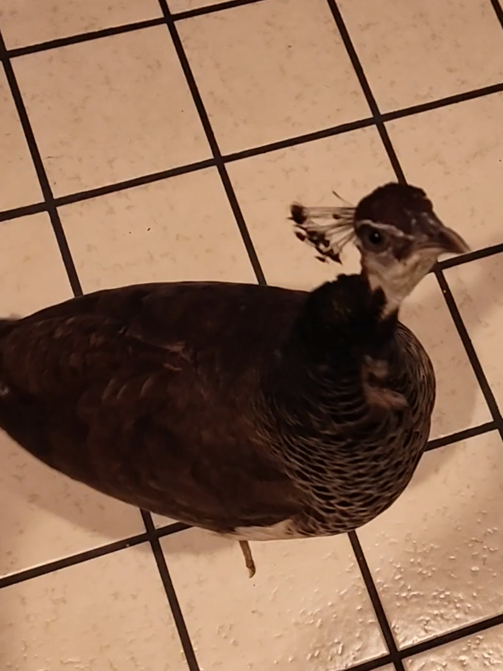 she's a good girl ❤️❤️❤️ . . . . . #animal #cute #pet #PetsOfTikTok #bird #peafowl #peacock #peahen 