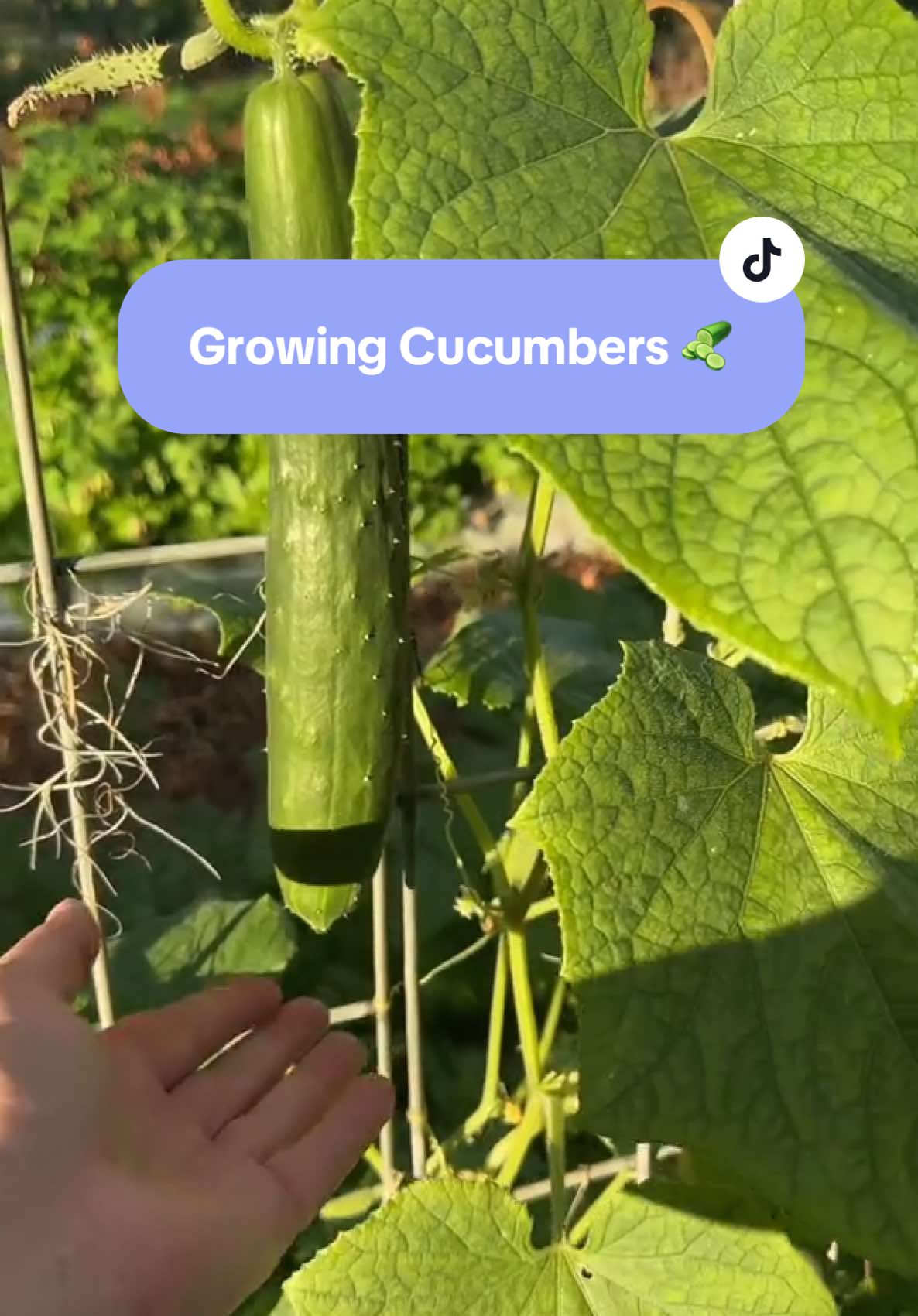 Cucumbers are delicious, healthy and versitile 🥒 #cucumber #growingcucumbers #pesticidefree #organicgardening #planttips #plantsoftiktok #garden #gardening  #cucumbersalad 