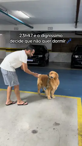 Um sapequinha #cachorro #viraltiktok #goldenretriever 