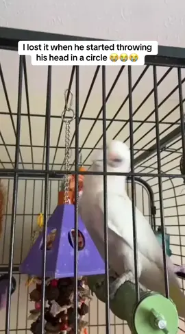 GET IT BOY! 😭😭😭 someone tag mother monster please? OG vid by @Edgar the Rockin Cockatoo @ladygaga #ladygaga #abacadabra #abacadabrachallenge #mastercardgagacontest #dance #dancechallenge #funny #funnyanimals #animals #birds #funny #haha #jaja #birddance #meme #wtf #crazy #crazymeme #meme #gaga #lgbt #lgbtq #viral #fyp #explorepage #music 