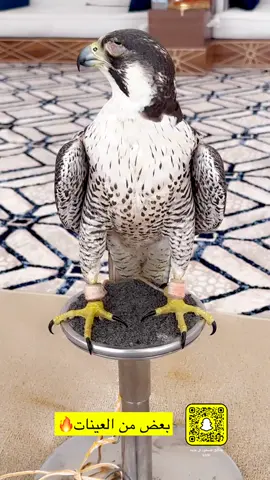 بعض من طيورنا ٢٠٢٤ . . #ترند 