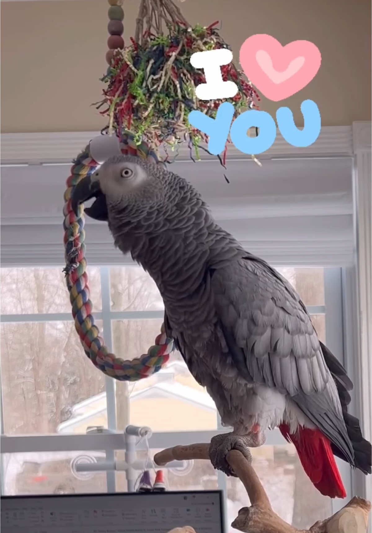 I LOVE YOU💋Feel my love everyday - get my Symagirl merch today! I have adult and kids Ts, hoodies and mugs! LINK IN BIO! Scroll when you’re there to find more of your favorite Symagear! #symontheafricangreyparrot #talkingparrot #babyparrot #congoafricangrey #africangrey #africangreyparrot #parrotsofinstagram #africanparrot #petsofinstagram #birds #cag #talkingbird #crazybird#birdsofinstagram #sillybird #parrots #pets #redbuttchicken #funnyparrot  #crazyparrot #smartbird #happyparrot #talkingbird #valentines #valentines #ValentinesDay Funny African Grey Parrot video Types of African Grey Parrots Teaching a parrot to talk African grey bird Parrot Learning to talk Best African Grey Talking Parrot African Grey Parrot Sounds Funny Talking Birds African Grey Playing Alex the talking Parrot Irene Pepperberg Parrot Education African Parrot Videos African Grey Parrot sounds talking Birds having fun Birds of TikTok How do parrots talk Birds videos why do parrots dance #babyparrot #congoafricangrey #africangrey #africangreyparrot #parrot #parrotsoftiktok #africanparrot #africanparrots #parrotsoftiktok #greyparrots #africangreysoftiktok #symonpapps #congoafricangreysoftiktok #cag #talkingparrots #talkingparrot #parrotlovers #parrotlife #funnyparrot #talkingbird #africangreylover #bird #funnyparrot #crazyparrot #Africangreyparrotsoftiktok #girlpower #sillyparrot #babyparrot #talkingparrot #congoafricangrey #africangrey #africangreyparrot #parrot #parrotsofinstagram #africanparrot #africanparrots #parrotsofinstagram #greyparrots #africanparrotsofinstagram #symontheafricangreyparrot #Love#africangreyparrotsofinstagram #petsofinstagram #birds #cag #talkingbird #crazybird #playbird #crazybird #birdsofinstagram #sillybird #parrots #happybird #talkingparrot #cag #birdlover #crazy #parrot #africangreyparrot #babyparrot #bird #parrotlife #africangrey #crazyparrot #funnyparrot #parrot #birds #parrots #africangreyparrots #parrotsong #parrottalking #parrotlover #parrotvideo #parrotvideos #starwars #starwarstheme #letsgo #iloveyou #givemeakiss #Love #apples #grapes #kiss #bigkiss #backtowork #amazonparrot #yellownapedamazon #dirtybird #bananas #fyp