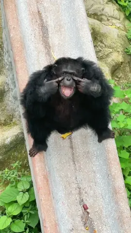 funny orangutan😂🤣#funny #funnyvideos #fun #monkey #monkeysoftiktok #orangutan #orangutansoftiktok 