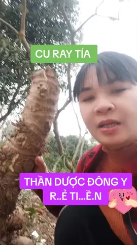 thần dược của người nghèo cu ray phơi khô sao vàng hạ thổ đun nước uống hết u ung các loại  #NguyenMai  #tiepthilienket  #bot chuối xanh  #củ ráy tía 