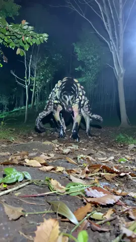 #weirdpets #weird #nature 