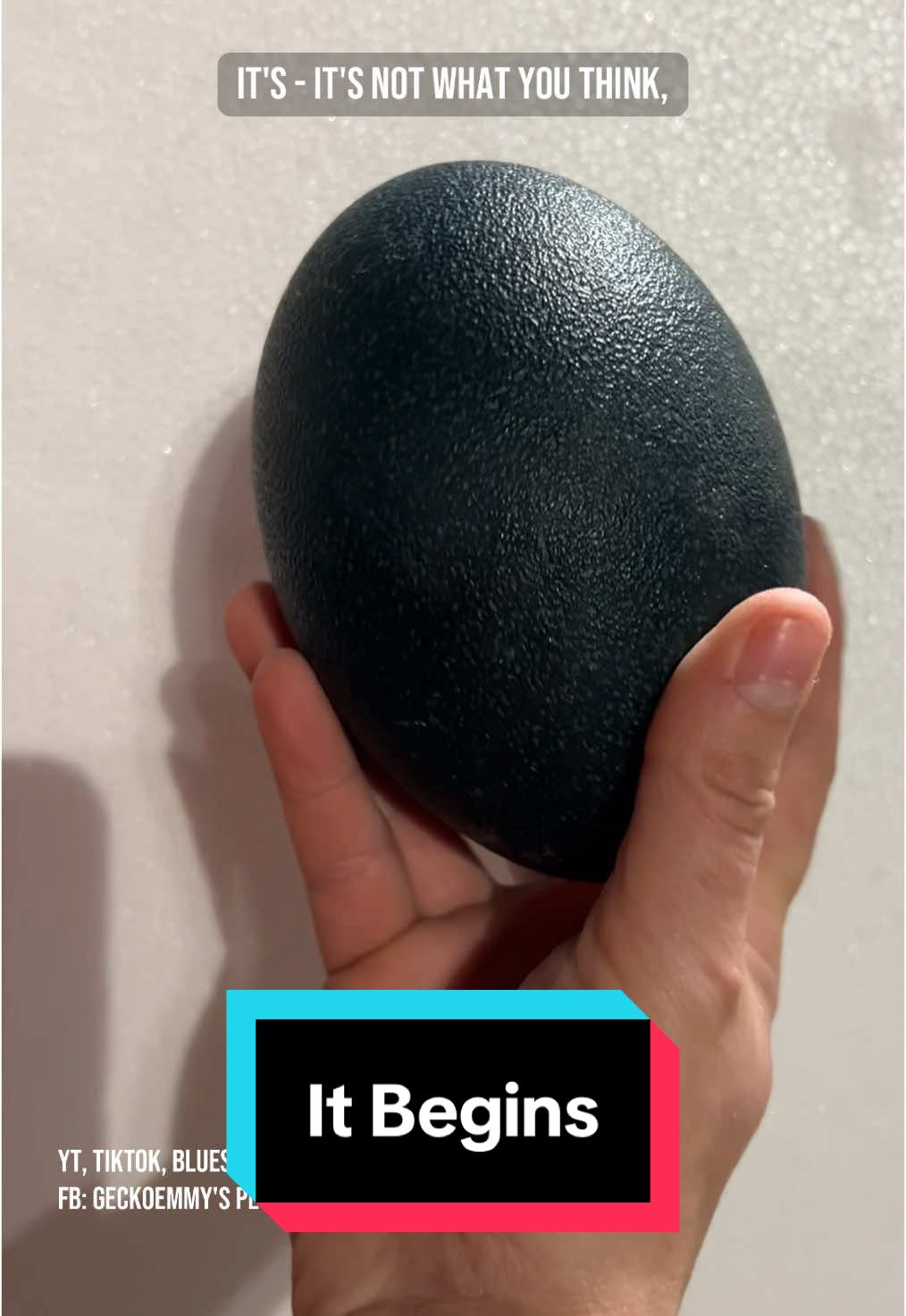 What have I got myself into now... #petbirds #emusoftiktok #egghatching