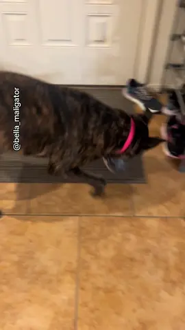 Got a package from @Toolnut #funtoy #openingpackage #dogmail #belladog #malinoismastiff 