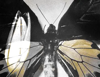 the only exception. these flowers and butterflies are from pinterest, i cannot find where the gifs are from or who did it. #fyp #foryoupage #paramore #butterflies #flowers #yellow #theonlyexception 