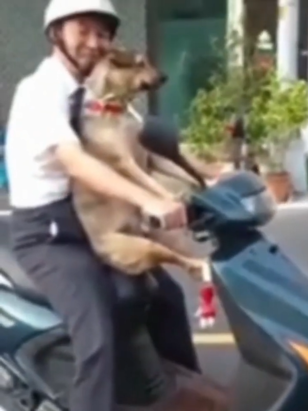 The dog is going to the office on scooter #picoftheday #nature #followme #funnyvideos #funnydog #viral #followme #viraltrend #share #repost 