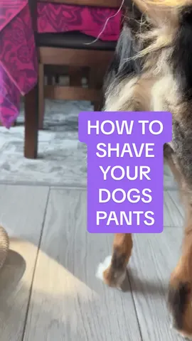 Replying to @Nate Johnson I know what you mean but I promise it’s pretty easy.  #dog #cat #petvacuum #doggroomer #doggrooming #grooming #dogsoftiktok #dogtok #doglover #catlover #clippers #puppy #TikTokShop #dogvacuum #aussie #australianshepherd #tiktokshoploveatfirstfind  #lovelanguage #seasonalgems #spotlightfinds #doghair #tiktokshopcreatorpicks  #tiktokshoprestock 