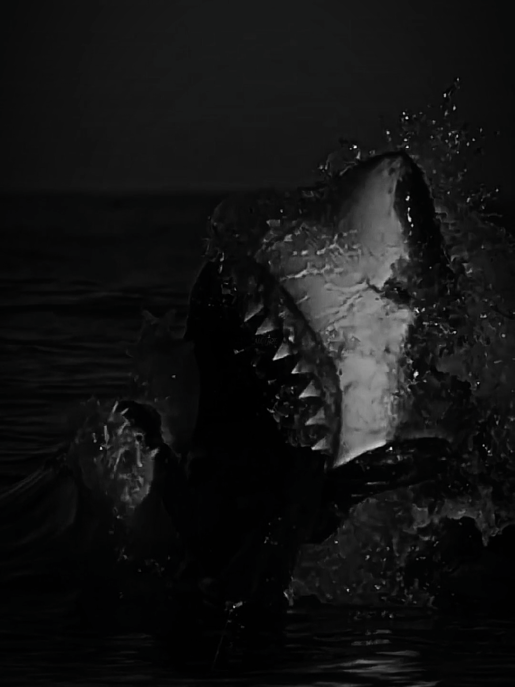JAWS🦈 #graincore #shark #whiteshark #jaws #sharkattacks #sea #deep #ocean #wild #wildanimals #exoticanimals #animalsoftiktok #darknature #zoo #zoo #fypp 