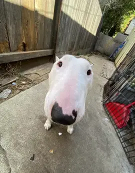 🐶#bullterrier #eastpaloalto #epa 